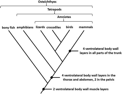 Cladogram: Features, Parts, Examples (vs. Phylogram)