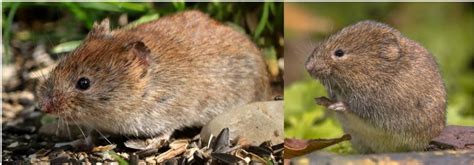 10 Types of Rodents in Florida! (w/Pics) - Bird Watching HQ