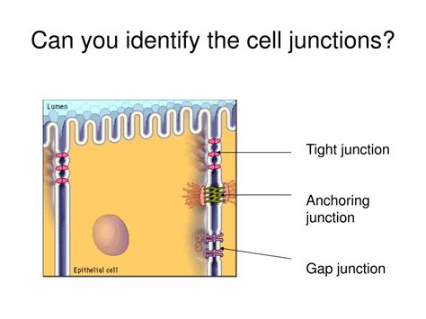 PPT - Cell Junctions PowerPoint Presentation, free download - ID:4877246