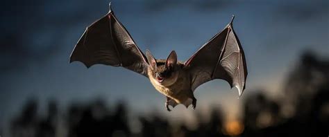 Uncover Pros & Cons of DIY Bat Removal: Control or Wildlife Risk ...