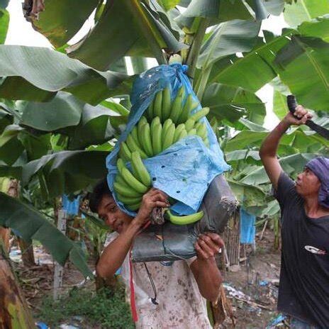 (PDF) Mechanized Technology Research and Equipment Application of Banana Post-Harvesting: A Review