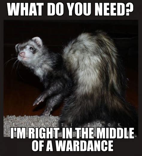 1000+ images about fERrEt FuNNieS on Pinterest | Swim, Homemade and Snacks