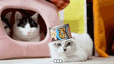 Cat No GIF - Find & Share on GIPHY