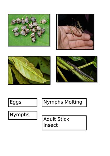 Stick Insect Life Cycle | Teaching Resources