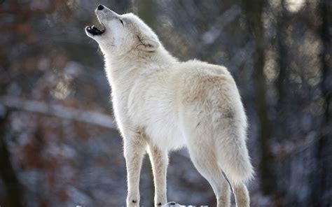 Howling Wolf Wallpaper (60+ images)