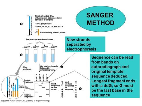 Sanger’s method of gene sequencing - Online Biology Notes