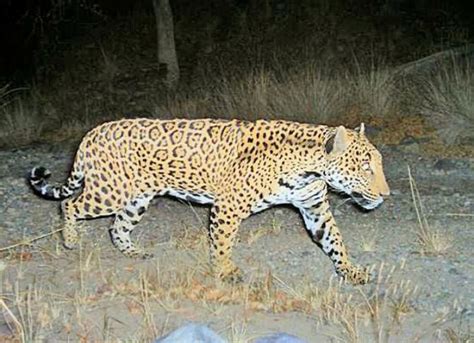 US seeks to shield jaguar habitat