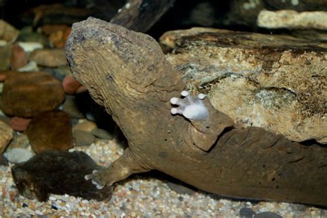 The Creature Feature: 10 Fun Facts About Hellbenders | WIRED