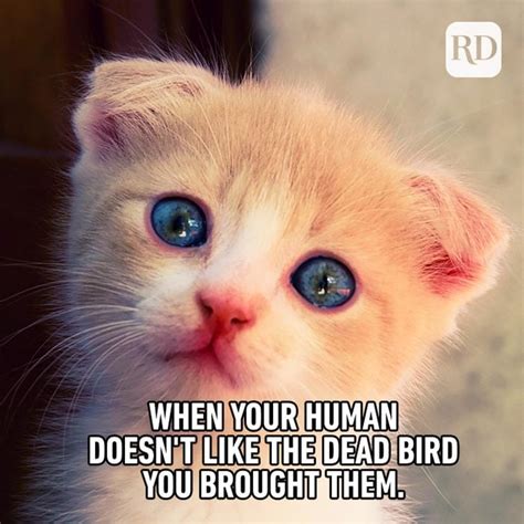 60 Cat Memes You'll Laugh at Every Time | Reader's Digest