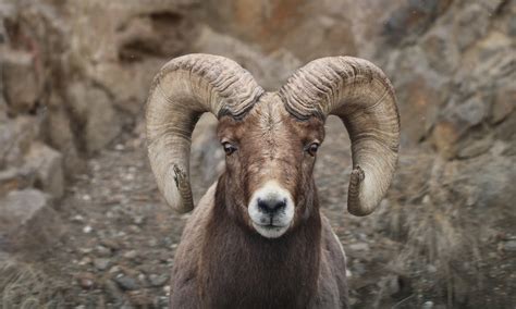 Bighorn Sheep | Defenders of Wildlife