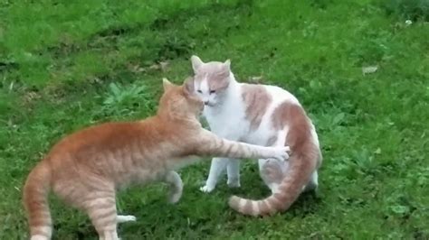 Cats Fighting Compilation - YouTube