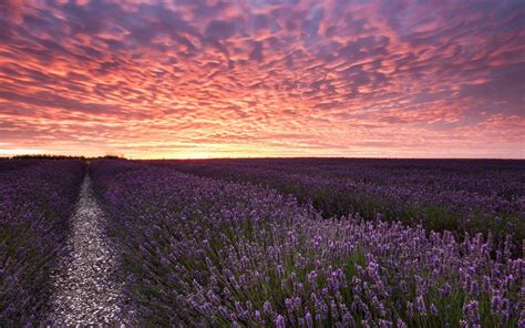 Lavender Field Sunset Wallpapers - Top Free Lavender Field Sunset Backgrounds - WallpaperAccess