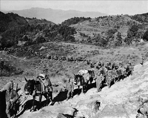 U. S. Army Mules - American Mule Museum