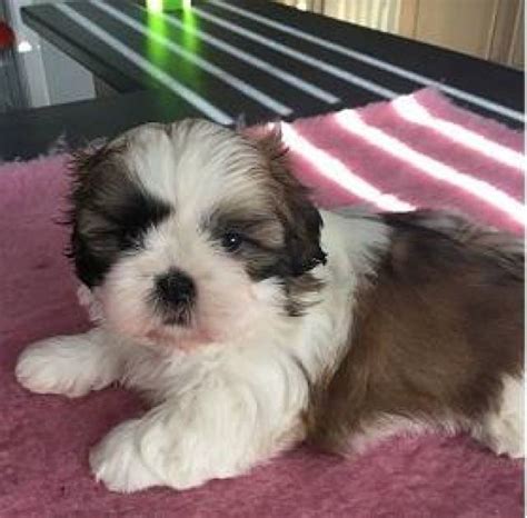 Adorable Shih Tzu puppies for adoption/FREE - Las Vegas - Animal, Pet