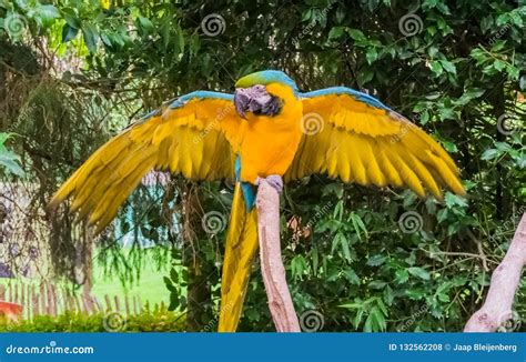 Blue and Yellow Macaw Parrot Spreading Its Wings Open and Showing Off Its Feathers Stock Photo ...