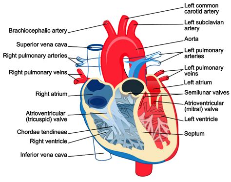 heart diagram