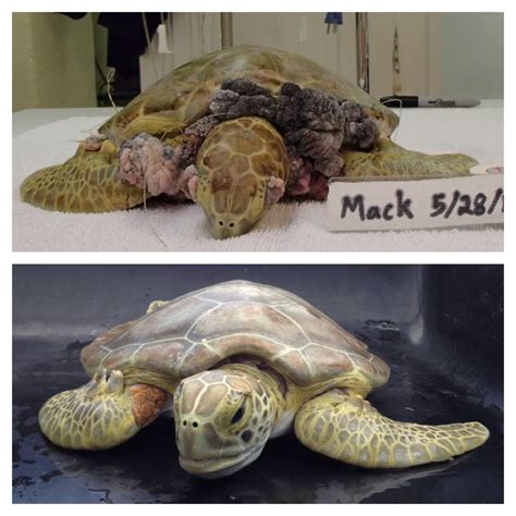 Sea Turtle Injuries – The Turtle Hospital. Rescue, Rehab, Release.