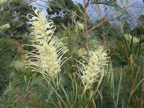 Grevillea Moonlight – Muchea Tree Farm