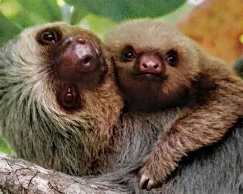 The Complete Guide to Sloths in Costa Rica