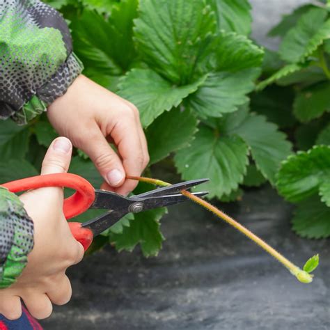 Strawberry Plant Propagation: The Definitive Guide (Updated 2022)