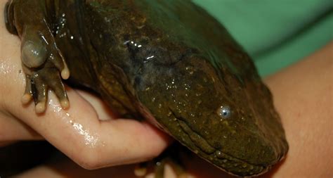 Questions for Hellbenders | Science News Explores