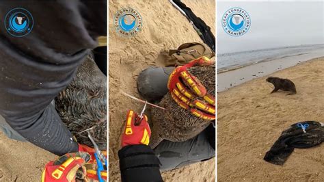 Bodycam footage reveals horrifying cause behind incredible baby seal rescue: 'Only the tip of ...