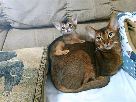 Abyssinian Kittens Cat - Free photo on Pixabay - Pixabay