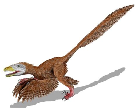 What is the Theory of Dinosaur to Bird Evolution - HubPages