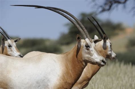 Top 16 Most Elegant Antelope in Africa