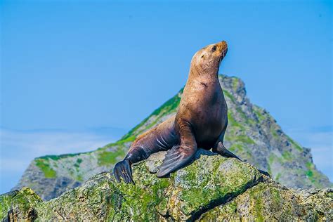 Steller Sea Lion Habitat - Daune Eolande