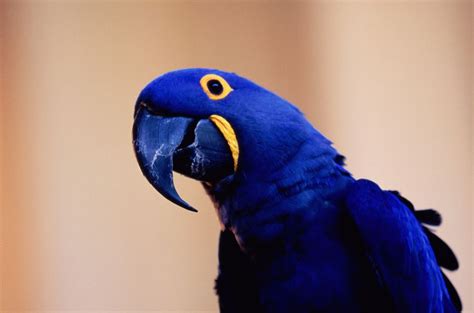 Hyacinth Macaw Facts, Care as Pets, Housing, Diet, Price, Images, Video | Singing Wings Aviary