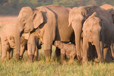 China's Wandering Wild Elephant Herd Captivates The World