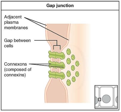 Desmosomes Tight Junctions And Gap Junctions