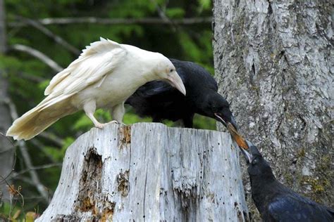 Corbeau blanc | Albino animals, Crow, Raven