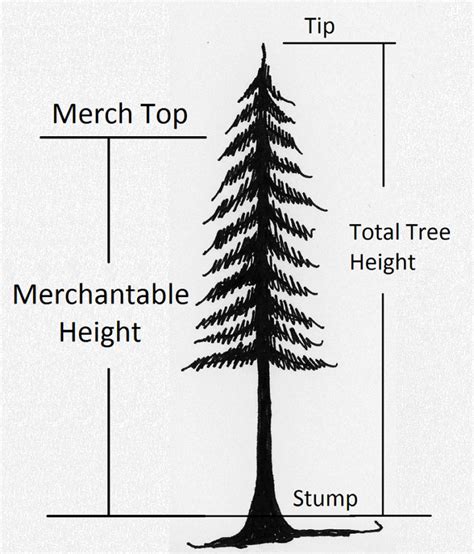 2.2 Determining Tree Height – Forest Measurements