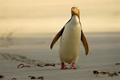 Conserving Penguins in New Zealand - Hands Up Holidays