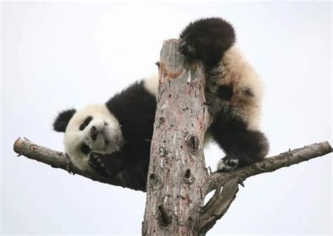 Giant Panda Behavior - AnimalBehaviorCorner