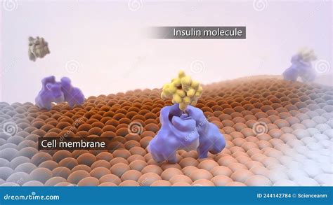 Fonction De La Membrane Cellulaire Et Des Molécules De Glucose ...