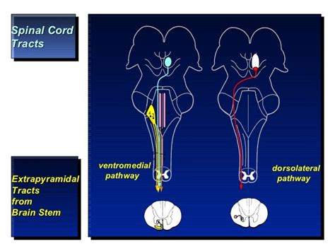 Corticospinal tract