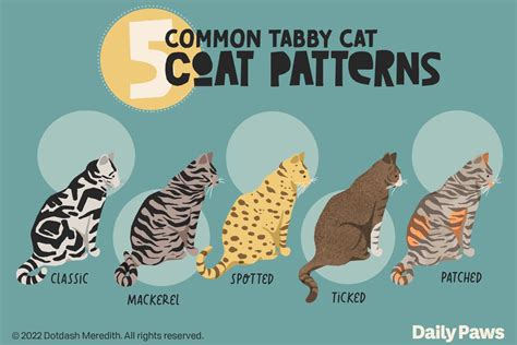 Types of Tabby Cats and Their Breeds