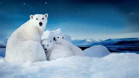 Download Baby Animal Bear Cute Love Cub Polar Bear Movie To The Arctic HD Wallpaper