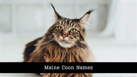 170+ Names for Maine Coon Cats - worldpetinfo.com