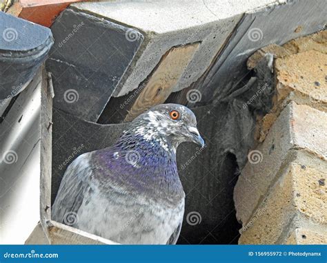 Pigeon Nesting On Spotlight. Pigeon Sits On The Nest Stock Photography | CartoonDealer.com #42270644