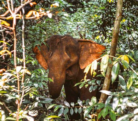 Mondulkiri Elephant & Wildlife Sanctuary