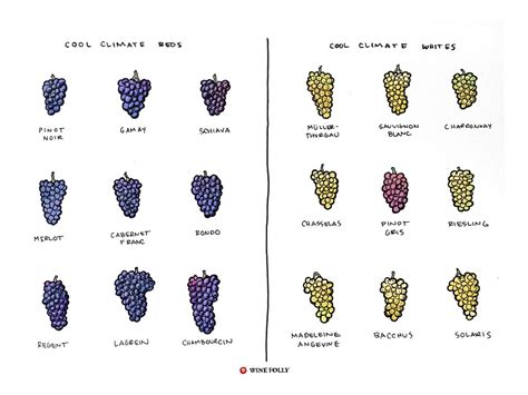 White Wine Grape Varieties Italy at Mary Jackson blog