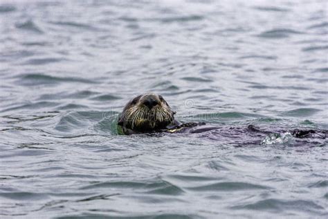 Adorable Pacific Sea Otter Swimming, Diving, Eating Clams and Mollusks in Moss Landing ...