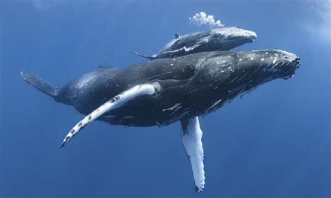 Baby Humpback Whale