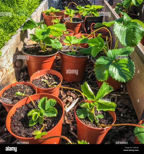 Strawberry propagation using runners Stock Photo - Alamy