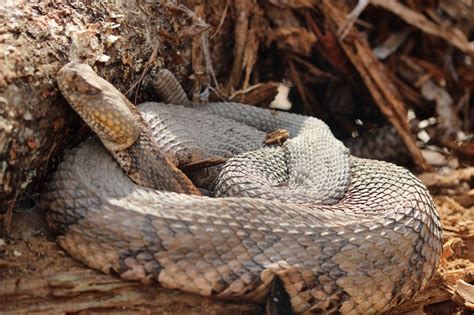 Timber Rattlesnake Bite