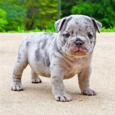 29 Excited Xl American Bully Merle Puppies For Sale Photo HD - Bleumoonproductions